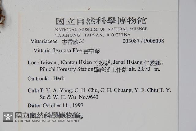 書帶蕨藏品圖，第2張