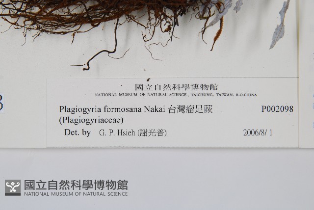 台灣瘤足蕨藏品圖，第2張