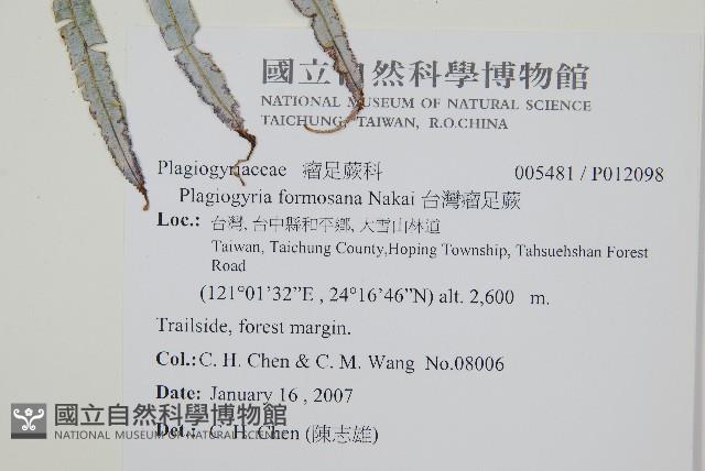 台灣瘤足蕨藏品圖，第2張