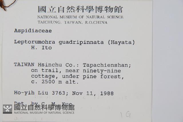 毛苞擬複葉耳蕨藏品圖，第2張