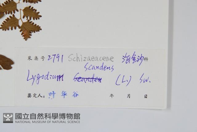 小葉海金沙藏品圖，第2張