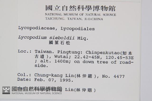 鱗葉石松藏品圖，第2張