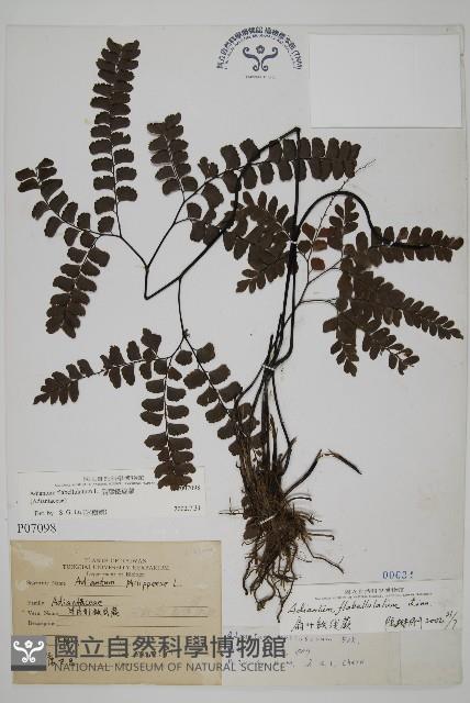 Accession Number:P007098 Collection Image, Figure 1, Total 5 Figures