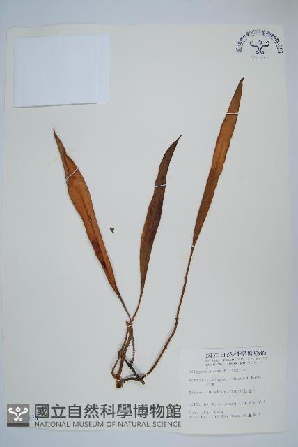 石葦藏品圖，第1張