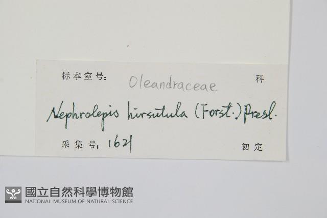 毛葉腎蕨藏品圖，第2張