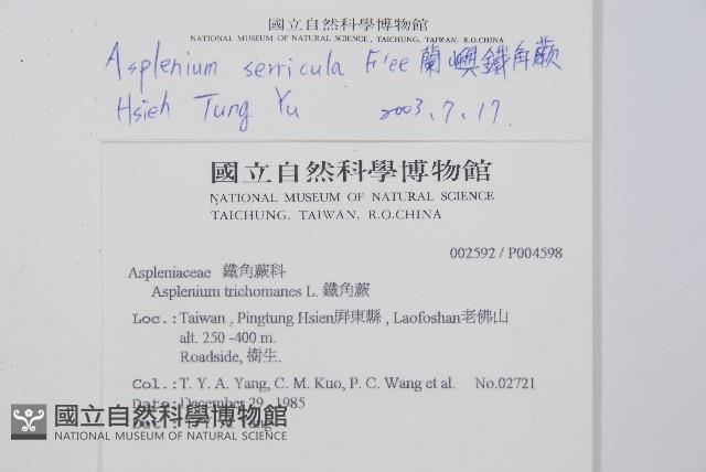 蘭嶼鐵角蕨藏品圖，第2張