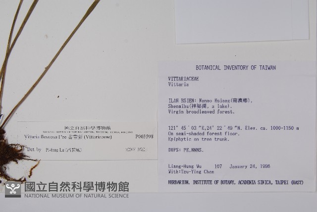 書帶蕨藏品圖，第2張