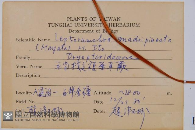 毛苞擬複葉耳蕨藏品圖，第2張