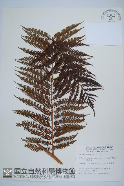筆筒樹藏品圖，第1張