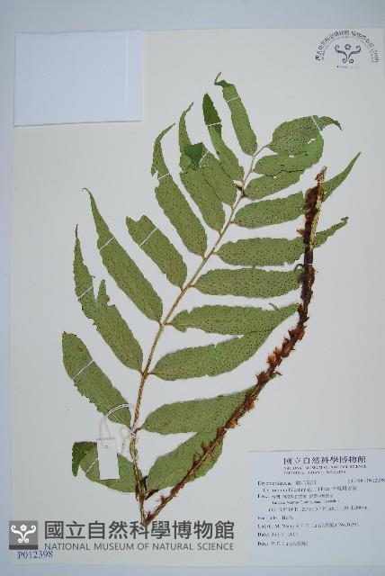 披針貫眾蕨藏品圖，第1張