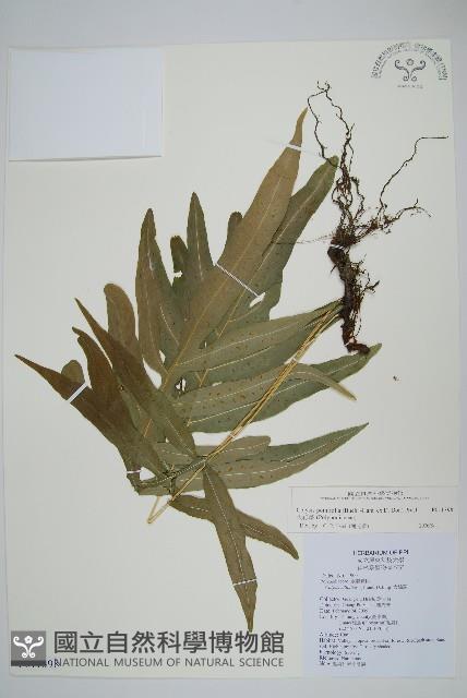 大線蕨藏品圖，第1張