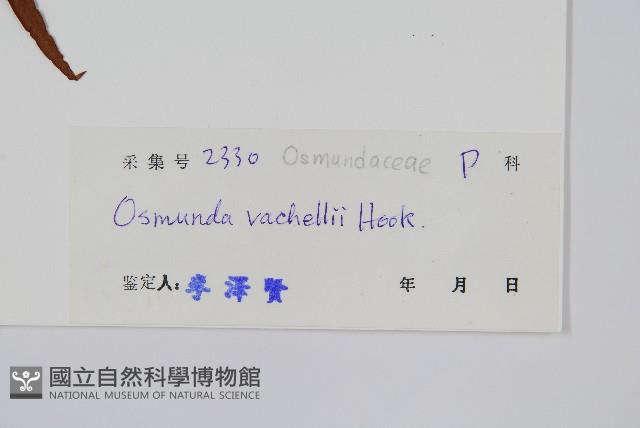 華南紫萁藏品圖，第2張