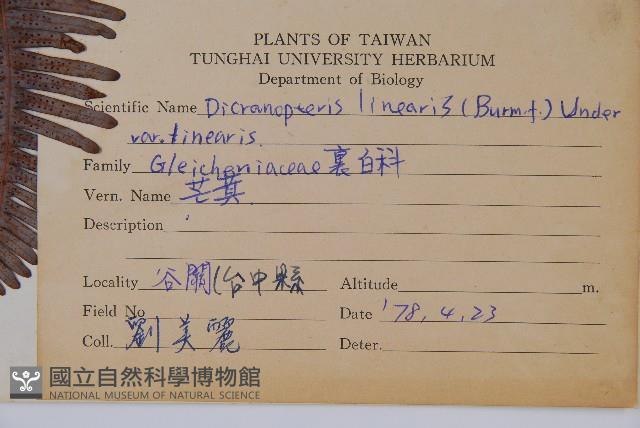 芒萁藏品圖，第2張