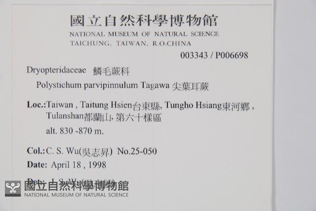 尖葉耳蕨藏品圖，第2張