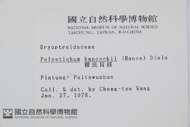 韓氏耳蕨藏品圖，第2張