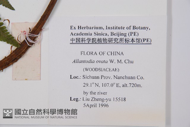 卵果短腸蕨藏品圖，第2張
