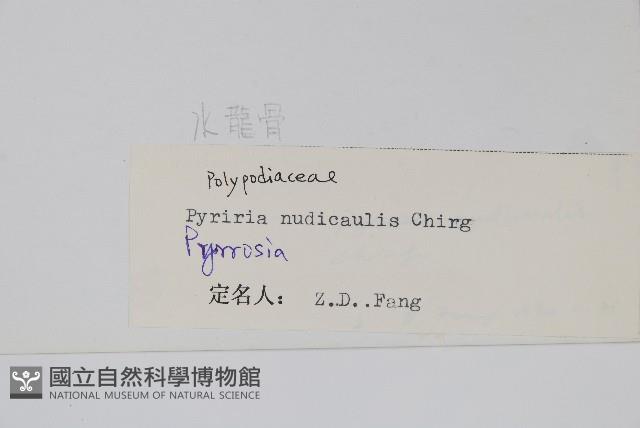 裸莖石韋藏品圖，第2張