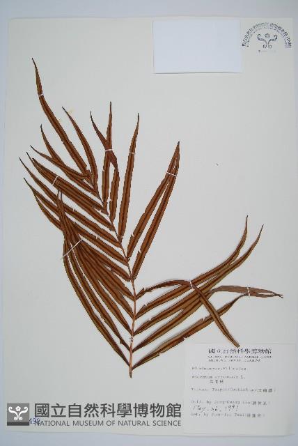 烏毛蕨藏品圖，第1張