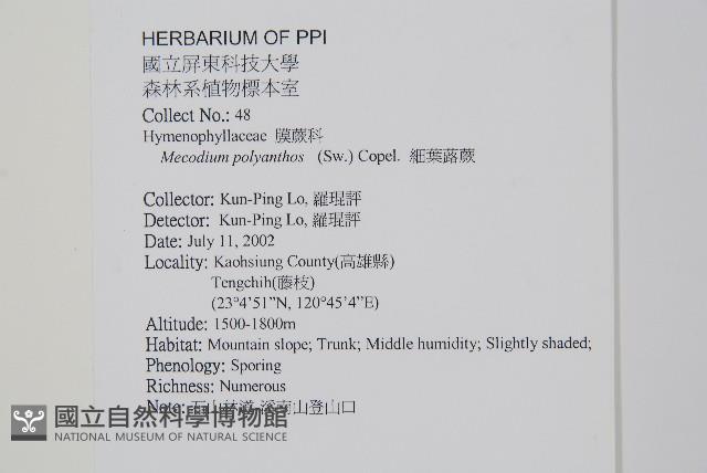 細葉蕗蕨藏品圖，第2張