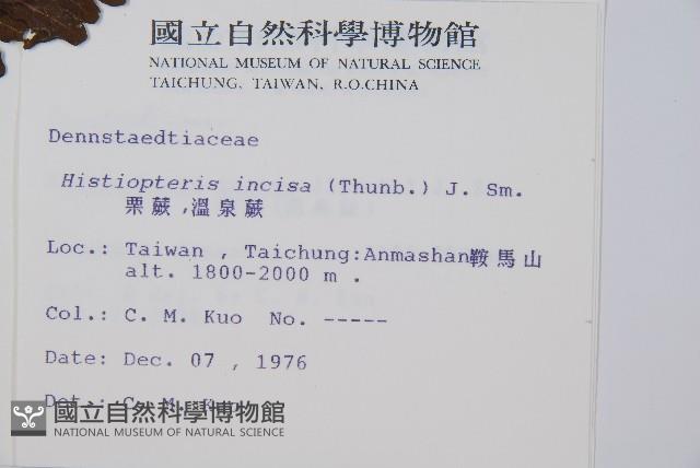 栗蕨藏品圖，第2張