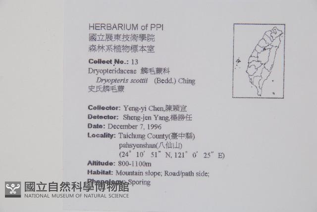 史氏鱗毛蕨藏品圖，第2張