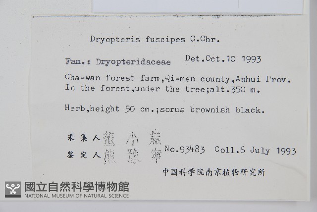 黑足鱗毛蕨藏品圖，第2張