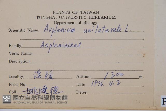 單邊鐵角蕨藏品圖，第2張