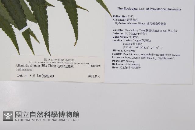 毛柄短腸蕨藏品圖，第2張