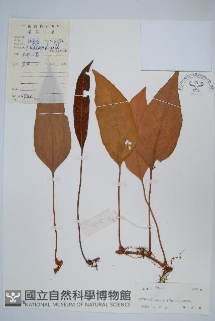 石葦藏品圖，第1張