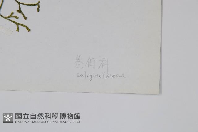 登錄號:P003898藏品圖，第2張