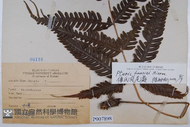 傅氏鳳尾蕨藏品圖，第2張