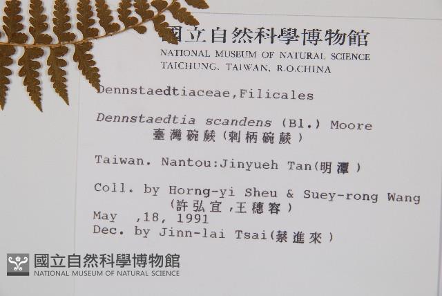 刺柄碗蕨藏品圖，第2張