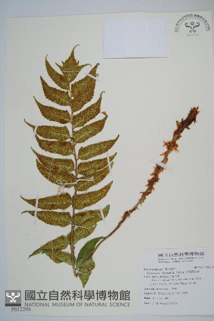 全緣貫眾蕨藏品圖，第1張