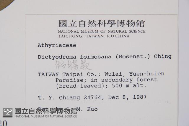 假腸蕨藏品圖，第2張