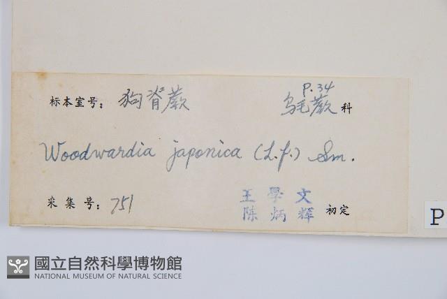 日本狗脊蕨藏品圖，第2張