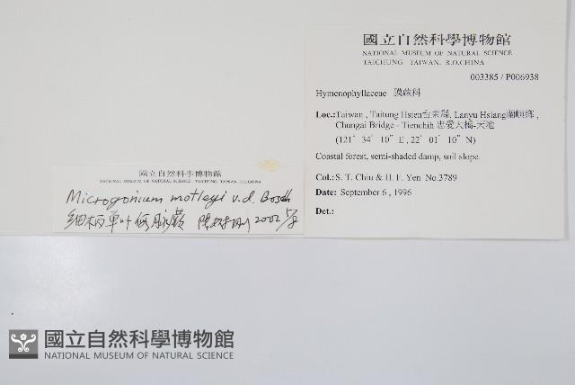 短柄單葉假脈蕨、細柄單葉假膜蕨藏品圖，第2張