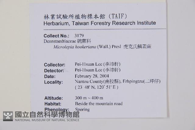 虎克氏鱗蓋蕨藏品圖，第2張