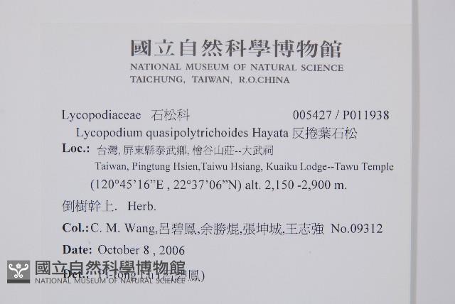 反捲葉石松藏品圖，第2張