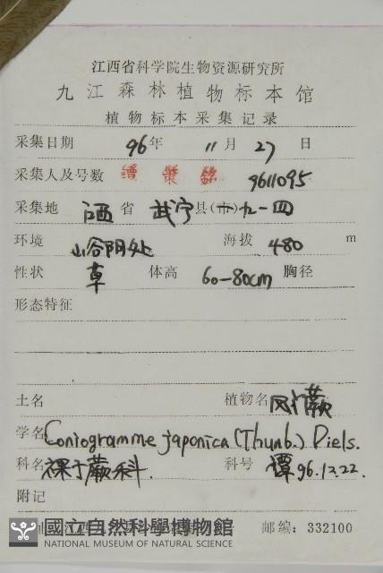 日本鳳丫蕨藏品圖，第2張