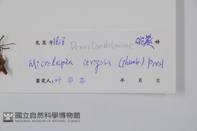 粗毛鱗蓋蕨藏品圖，第2張