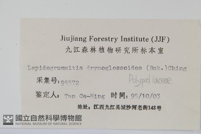 抱石蓮藏品圖，第2張