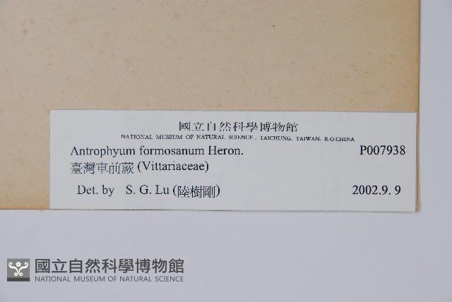 臺灣車前蕨藏品圖，第2張