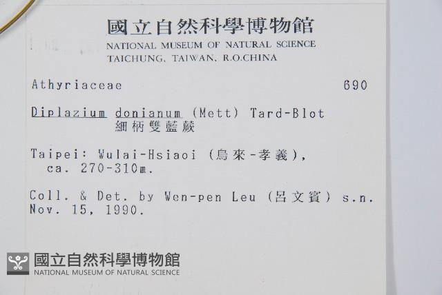 細柄雙蓋蕨藏品圖，第2張