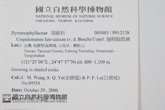 翅柄假膜蕨藏品圖，第2張