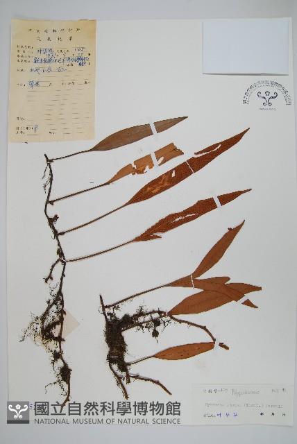 石葦藏品圖，第1張