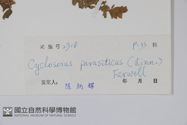 密毛毛蕨藏品圖，第2張