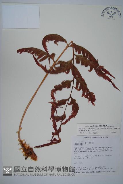 臺灣狗脊蕨藏品圖，第1張