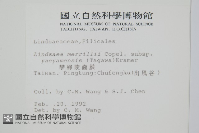 攀緣鱗始蕨藏品圖，第2張