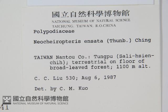 扇蕨藏品圖，第2張