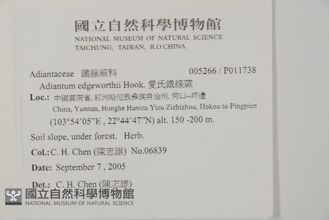 愛氏鐵線蕨藏品圖，第2張